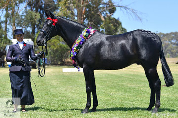 Kathleen Mullan had another great day with the Harness Racing Victoria nomination, 'Savesomtimetodream' that was declared Best On Show, Supreme led Standardbred and Supreme Ridden and Kathleen took out the Champion Rider award at the 25th Victorian State Standardbred Championships.