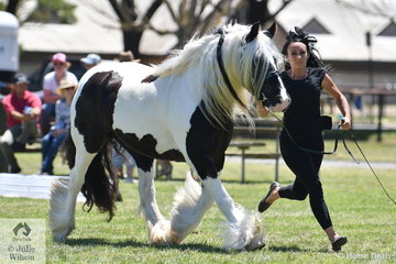 Bianca Barilari is pictured on the run with her successful Gypsy Cob Mare, 'Surrey Springs Bewitched'.