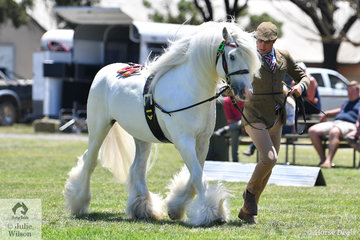 Reece Lawson did the honours with Michelle Abela's splendid Gypsy Cob stallion, 'Tirnanog' that was declared Champion Gypsy Cob.
