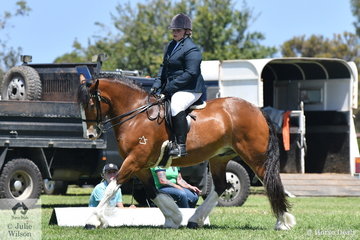 Rachel Ball rode her, 'Diablo' to win the class for Ridden Partbred Clydesdale Male.
