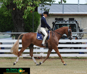 Competing at the 2019 Kingston Jamboree in the Hack over 15.2h was Jorja Power from Walcha and her horse Comet..