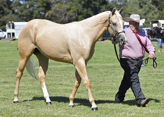 ABSOLUTELY AWESOME WITH TONY WRIGHT