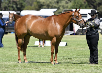 DELPINE IMPERIAL REIGN COMPETING IN SHOWMANSHIP BY KAREN SMITH