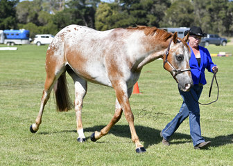 KAREN BURGESS SHOWING FINNLEE OAKEY DOKEY IN HALTER