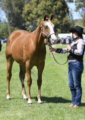 TINSEL TOWN SHOWN BY MARYLYN STEIN IN HALTER