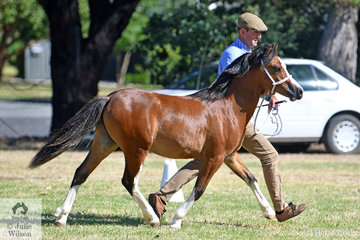 Luke Dawes is pictured on the run with his home bred, 'Pant-y-Ffynon Chit Chat' that was declared Champion Welsh Mountain Pony Colt'.