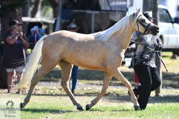 Shelley Cary took third place in the class for Two Year Old Welsh Pony Filly with her, 'Casuarina Ridge Ruby Rose'.
