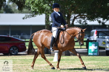 Holly Dennison is pictured aboard Kim Bilton's four year old, 'Vichand Allure' that took second place in the class for Novice Ridden Galloway 14-15hh.