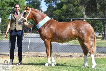 All the way from Scotland, but now an Australian resident, Sarah Cattanagh claimed the Supreme Welsh Section C award with Linda and John Hills' yearling, 'Hillswood Lollipop'.