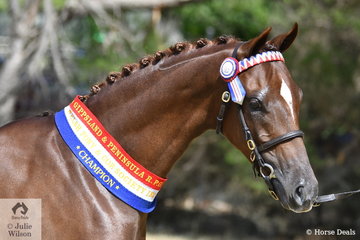 Kerry and Paul Dunstan claimed the Junior Champion Riding Pony award (at the Welsh Show) with their home bred, 'Malibu Park Top Label'.