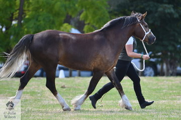 Rachael Trickey took out the Welsh Section D Gelding Championship with her, 'Salient Park Once Upon A Time'.