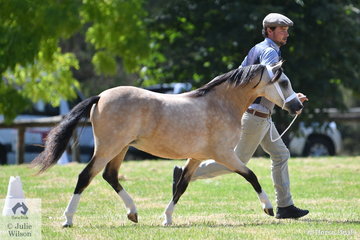 On a beautiful, mild summer's day at Berwick, Ash Porter led his own and Scarlett Porter's home bred, 'Vanoca Park Peekaboo Book' to be declared Champion FIlly and Supreme Champion Welsh Mountain Pony.