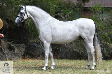 Sarah Cattanagh's outstanding, 'Tooravale Jambo' (Weston Park Vision/Tooravale Jacaranda exp NZ) was declared Champion Section B Gelding and Supreme Welsh Gelding.