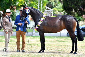 Vicki Pisciotta's, 'Lawlington Park Diamonds N Gold' was declared Supreme Open Breeds Exhibit at the Riding Pony Show. The lovely mare is pictured with judge, Sandra Donovan and handler, Clint Bilson.