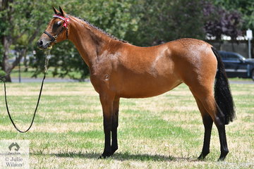 Caroline Parker's, 'Cheraton Queen Bee' was declared Champion Part Welsh Exhibit at the Riding Pony Show.