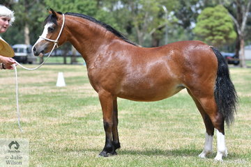 The Elargee Stud's beautiful, 'Elargee Flamenco' was declared Reserve Champion Welsh Mountain Pony Filly.