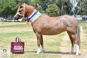 Meredith Williams and Alissa Heffernan's, 'Primrose Park Tetley' was declared Supreme Champion Ring 2 Welsh Mountain Pony.