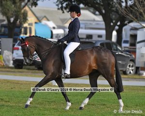"KA Holly Supreme" was in the Top Ten in the Child's Galloway Rider under 17 yo, ridden and exhibited by Sarah Allsopp