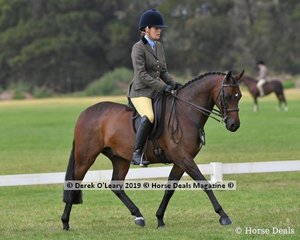 Winner of the Graduate Show Hunter Galloway, "Freshwater Prowler" ridden and exhibited by Brianna Freshwater