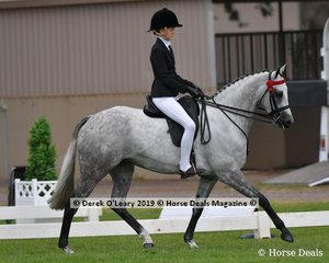 Champion Child's Hack, rider under 17 yo, "Just an Enigma" ridden and exhibited by Ava Halloran
