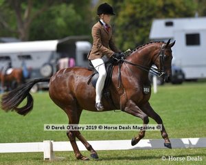 Champion in the Child's Show Hunter Galloway, "Gem Park Socialite" ridden and exhibited by Ava Halloran