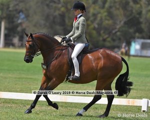 "Terra Felix XL" was Reserve Champion in the Child's Show Hunter Galoway, Rider Under 17 years, ridden by Ebonie Lee and exhibited by Holly Ticehurst