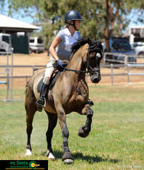 Recently moved over from the UK, Daisy Bensa and her Welsh D Cob Gwehelydd Romeo focus on their next jump in the 90cm Take Your Own Line class. .