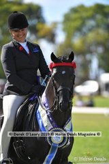 Reserve Champion Open Large Saddle Pony, "Wideacre Black Diamond" ridden and exhibited by Lynda Hayes 