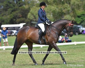 "Inafrenzy" ridden and exhibited by Katie Ramsay in the Open Large Saddle Hack, plkace in the the Top Ten 