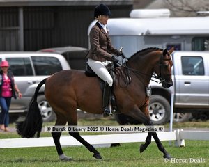Champion Large Show Hunter Galloway, "Beauparc Dreams" ridden by Sarah McMaster and exhibited by Adelaide Jacobs