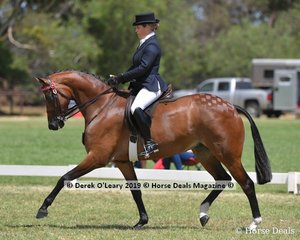 "Kolbeach Party" was in the Top Ten in the Open Small Saddle Hack, ridden and exhibited by Penny Greenhill