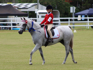 Ally Hayes from Grafton in Zone 15 winning the Best Educated Pony Hack