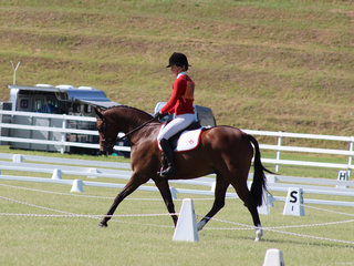 Charlee Anthony from Murwillumbah Pony Club in Zone 15 placed 4th in the Novice 2:3