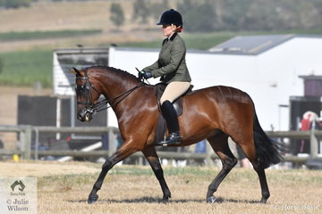 Briony Randel rode Sandra Donovan's. 'Astral High Society' to win the Ring 2 class for Show Hunter Galloway 14-14.2hh.