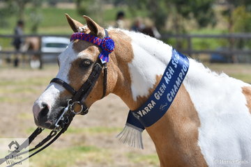 The Vancouver Park Stud's, 'Vancouver Park Royal Rumour' was declared Champion Male and Supreme Led Pinto.