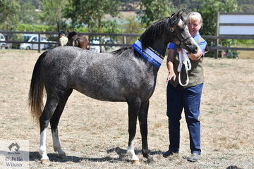 Delia Murdoch is pictured with her Champion Welsh B Exhibit, 'Glenire Skylark'.