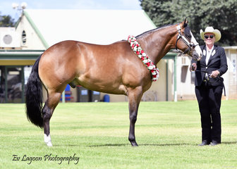 CHAMPION QUARTER HORSE GELDING, AND CHAMPION AMATEUR GELDING, MQH JACK DA RIPPER WITH LEANNE ATTARD