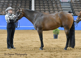 GILL ALLEN SHOWING SHADOWVALLEY TUXEDO IN THE QUARTER HORSE GELDING 4 YRS AND OVER CLASS