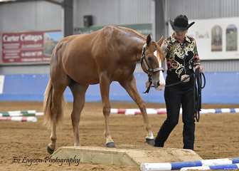 PAM JONES WITH CLAIRVAUX NO DOUBT IN THE YEARLING LED TRIAL