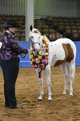 BRIGHTBROOK SPOOKTACULAR, CHAMPION PAINT COLT WITH LEE-ANN SHELTON