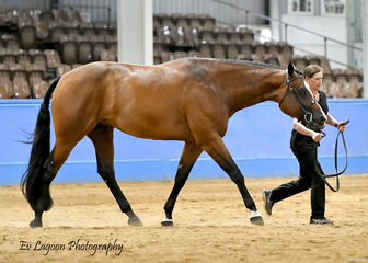 RAELENE GILBOY SHOWING AMPLEUR HOT TO TROT IN THE $50 OPEN HUNTER IN HAND STAKES