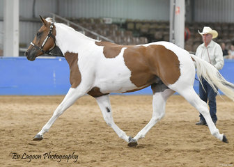 WOODSTOCK SMOKIN SHAME SHOWN BY EDWARD ELLIS IN THE 2 YEAR OLD LUNGELINE CLASS