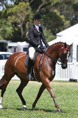 Ali Berwick rode her, 'Royal Oak Foreign Affairs' to claim the  Barastoc 50th Celebration Anniversary Show Small Hack Championship.
