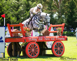 Since when were Zebra’s allowed to compete? It’s ok Kirsty Douglas and Cushavon Crackerjack, we will let this one slide.