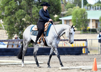 CHOCOLATE CRUISER RIDDEN BY TERESA ROBINSON IN THE TRAIL CLASS