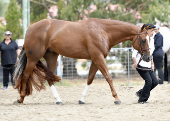 CP GUNNAHAVSUMFUN SHOWN BY ANNETTE GREEN IN HUNTER IN HAND