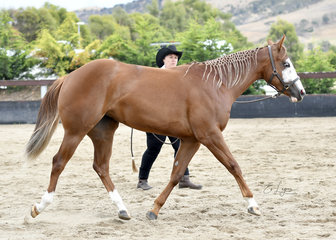 HOT N DREAMY DOLL SHOWN BY VERONIQUE WILLIAMS IN YEARLING LUNGELINE