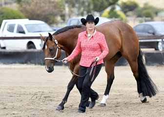 SUSAN GITTUS SHOWING CLAIRVAUX MODEL IN HALTER