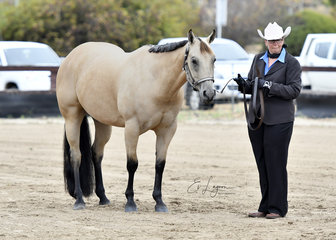 WOODSDEN PLAYFAIR SHOWN BY SARAH HINGSTON IN HALTER