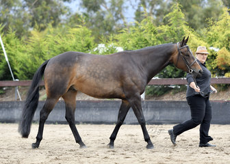 ALISON MORGAN SHOWING I'M GOOD N LAZY IN HUNTER IN HAND